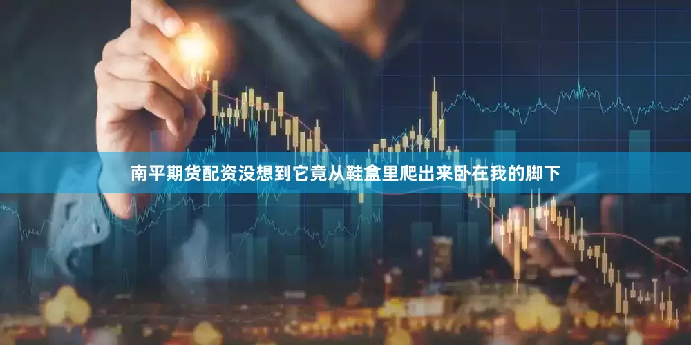 南平期货配资没想到它竟从鞋盒里爬出来卧在我的脚下